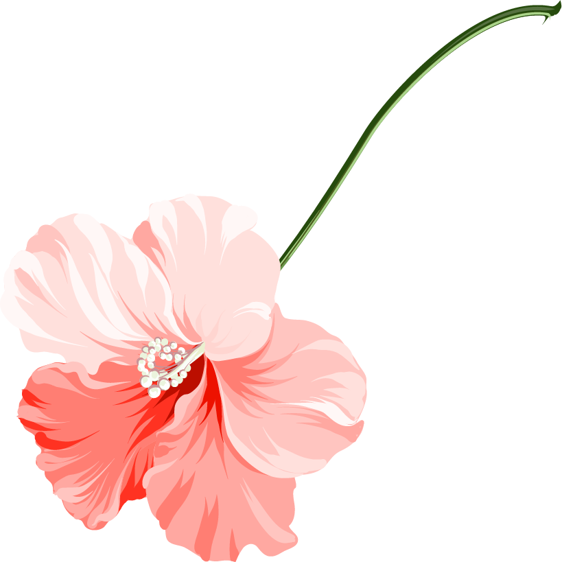 These Include A Personal Wedding Planner, White Chiavari - Chinese Hibiscus (819x819)