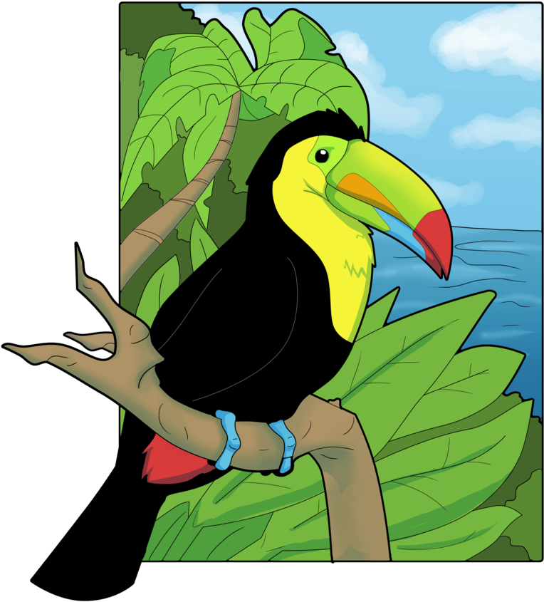 Keel Billed Toucan Clipart - Keel Billed Toucan Drawing (894x894)