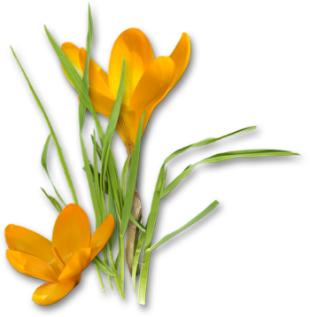 Crocus - Крокусы Пнг (350x358)