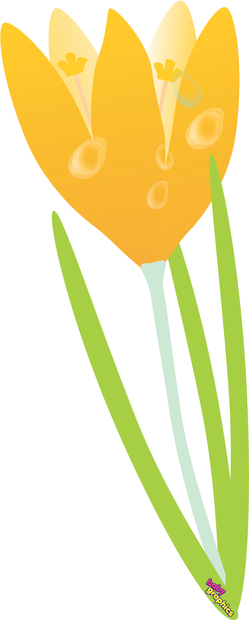 Yellow Crocus Baby Graphics - Graphics (805x2000)