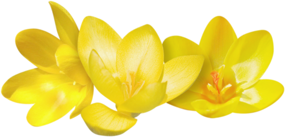 Crocus - Yellow Crocus Png (600x344)