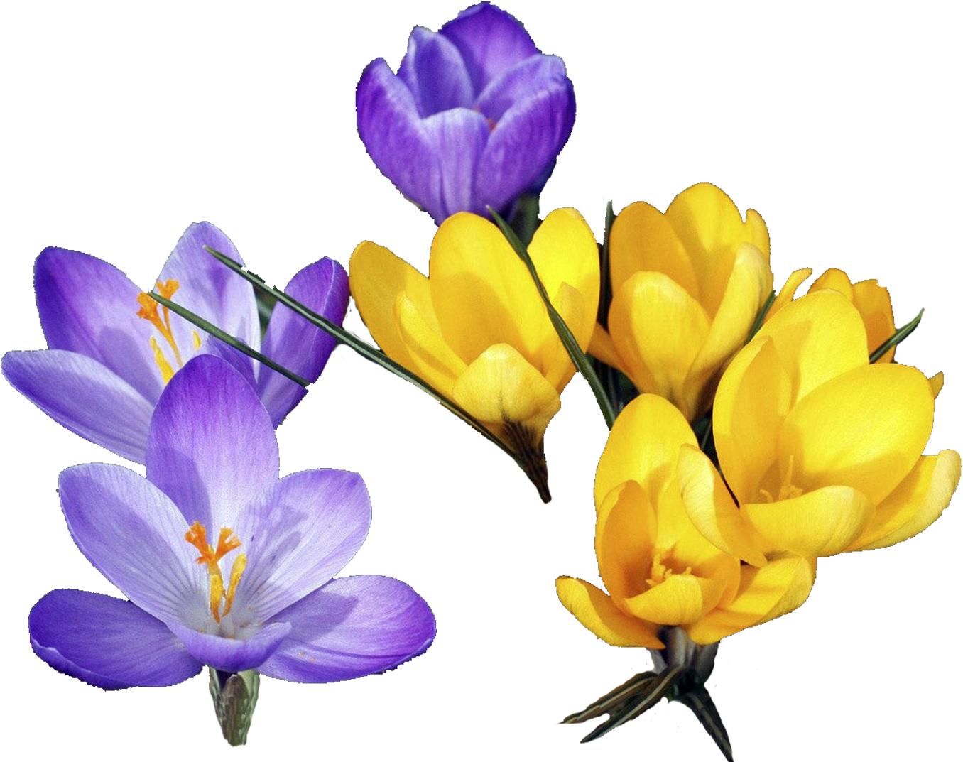 Flower Crocus Clip Art - Flower Crocus Clip Art (1356x1073)