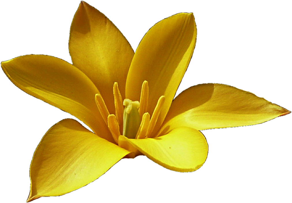 Yellow Crocus By Jeanicebartzen27 - Lily (1024x719)