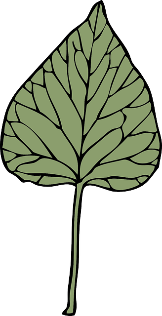 Leaf, Tree, Plant, Ivy, Drug, Herb - Clip Art (328x640)
