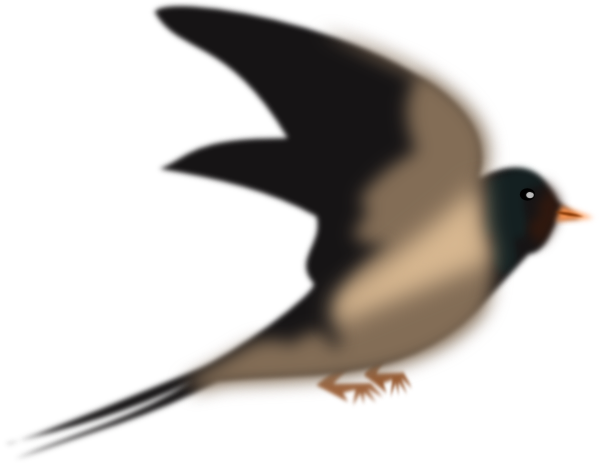 Common Swift (600x465)