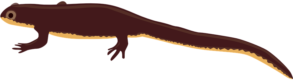 Newt Clipart - Newt Clipart Png (960x480)