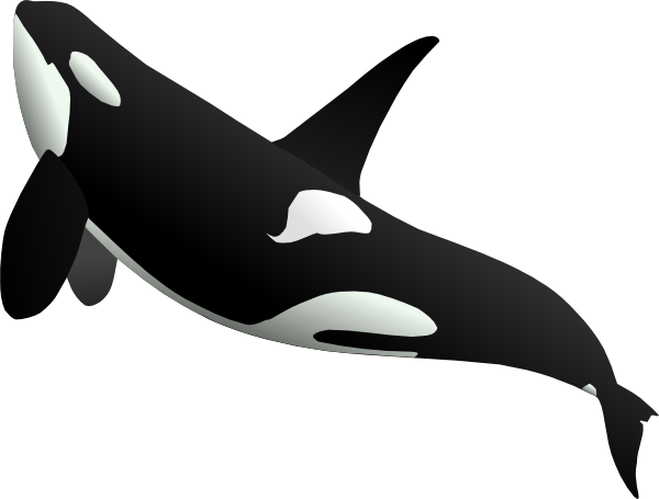 Whale Clipart 10 - Whale Clipart 10 (600x455)