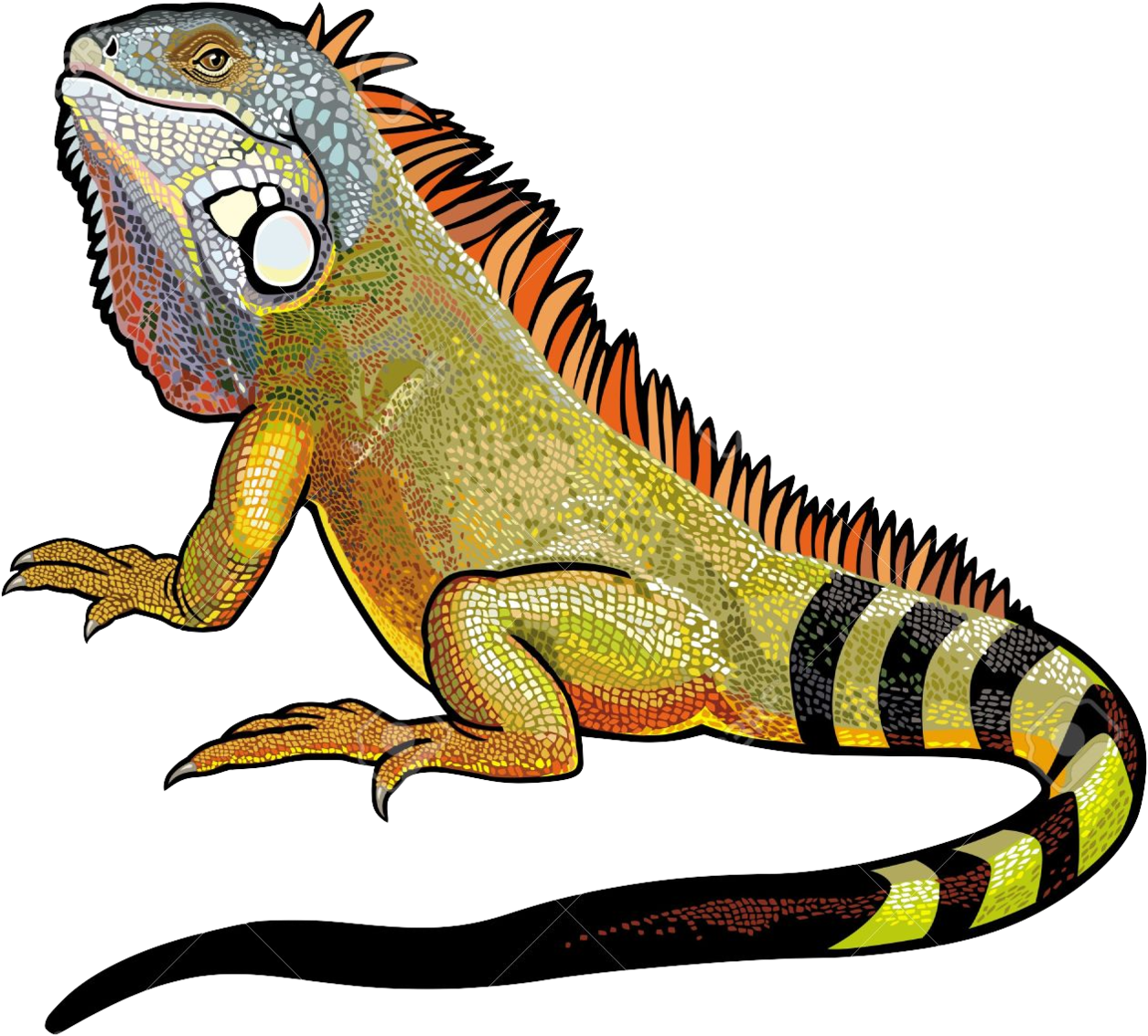 Iguana Png File Green Iguana 1296x1200 Png Clipart Download