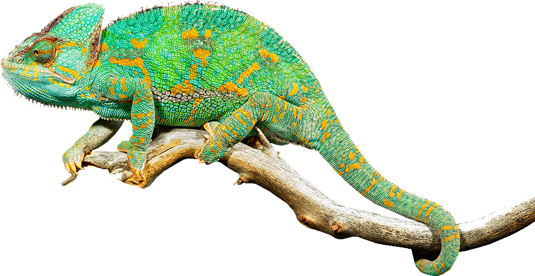 Reptile Lizard Chameleons Common Iguanas Clip Art - Хамелеон Пнг (1076x576)