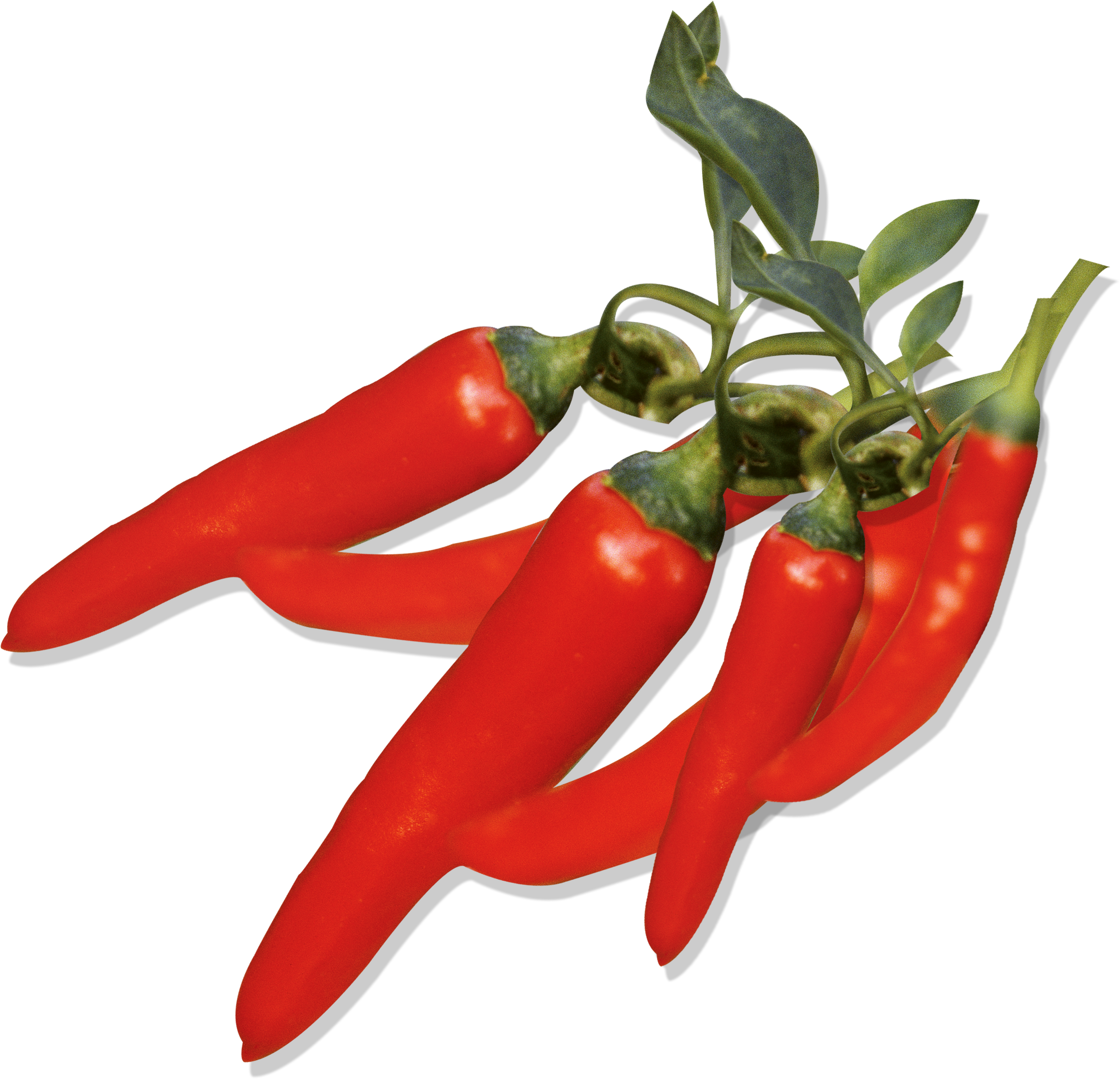 Capsicum Annuum Chili Pepper Fruit Wallpaper - Capsicum Annuum Png (2316x2232)