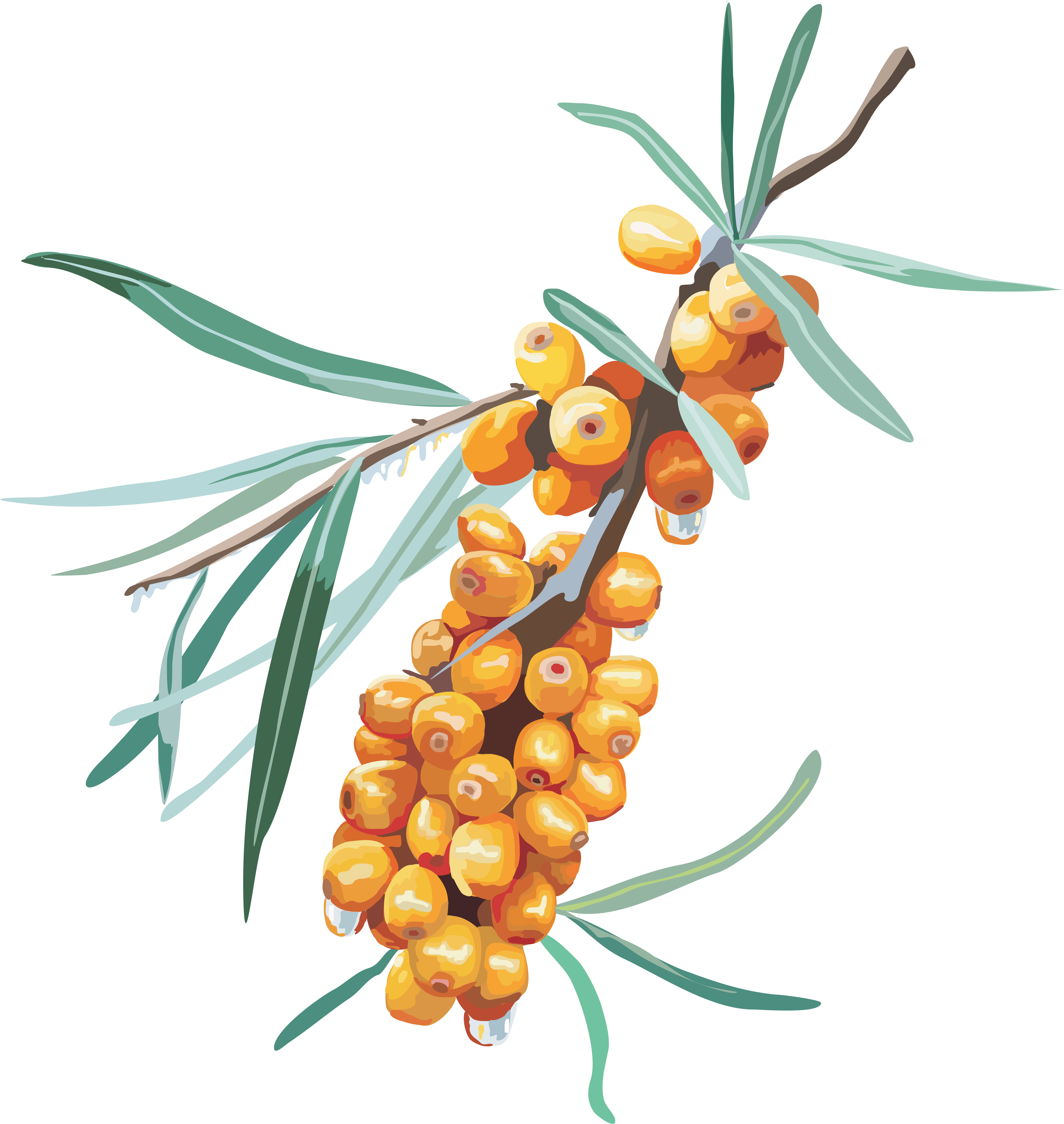 Sea Buckthorn Png - Sea Buckthorn Png (7444x7500)
