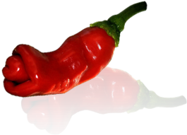 Gallery Small Peter Penis Red - Bird's Eye Chili (700x518)