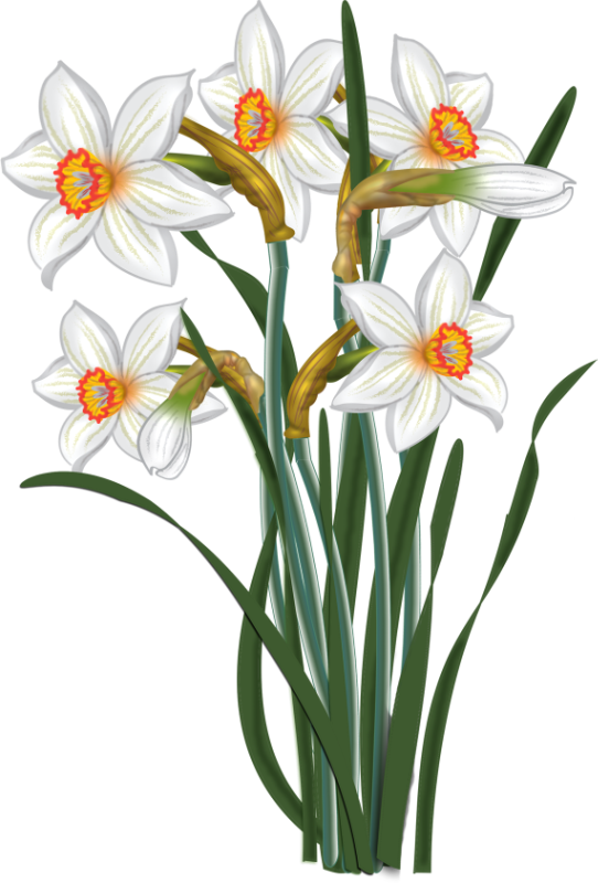 Tubes Fleurs - Transparent Clip Art Narcissus (542x800)