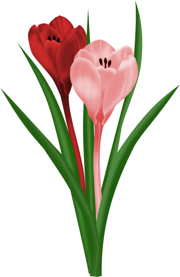 Spring Flowers - Illustration (396x599)