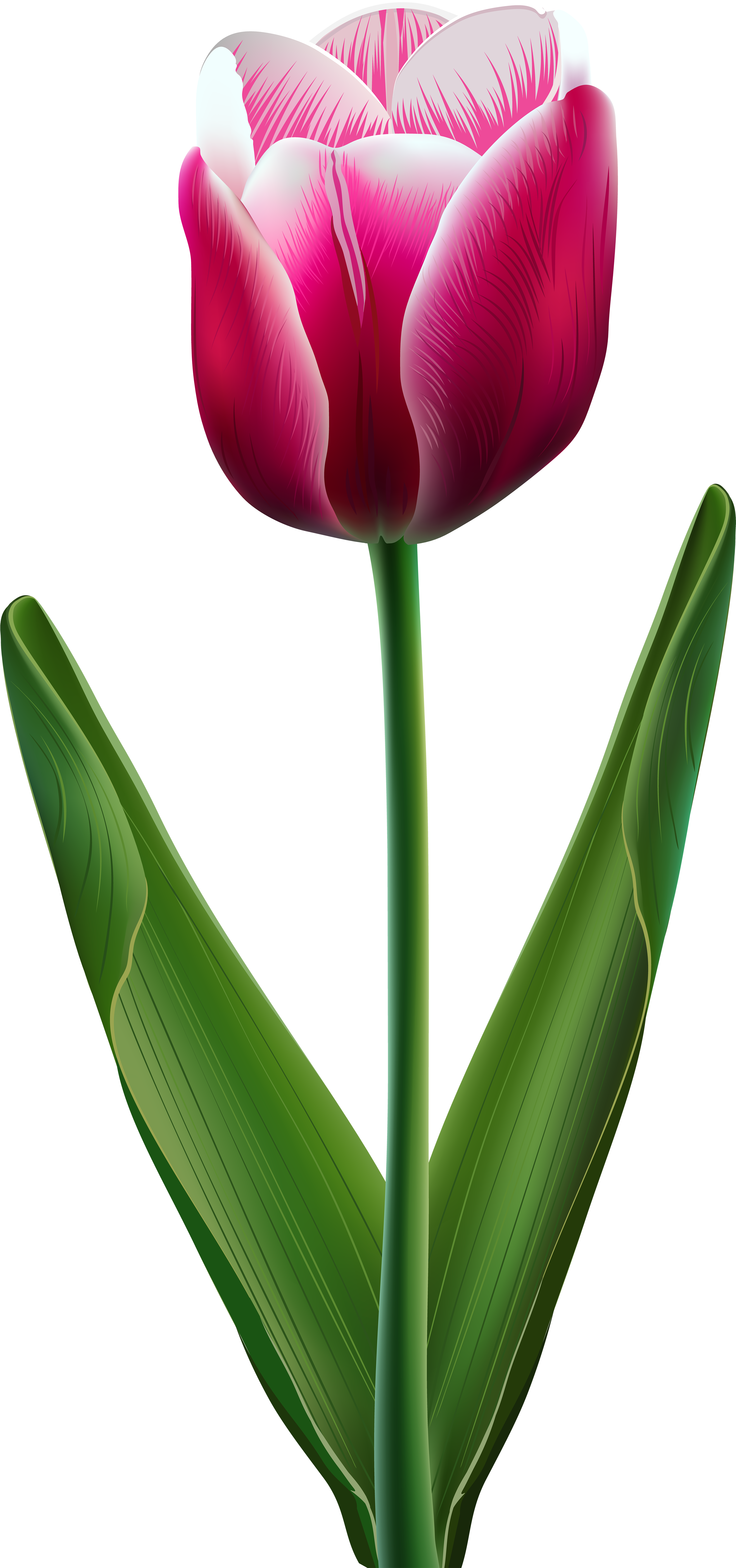 Sprenger's Tulip (3812x8000)
