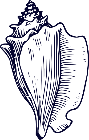 Conch Shell Clip Art (378x593)