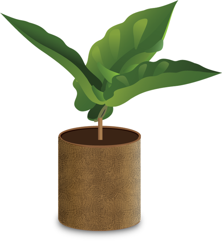A Seedling Will Typically Grow In A Nursery Until About - Coffee (730x800)