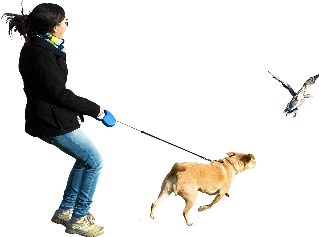 Dog Running At Birds - People Png (1100x864)