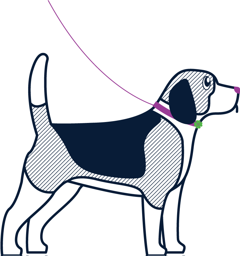 Dog Sitter, Dog Sitting, Dog Walking - Harrier (800x834)