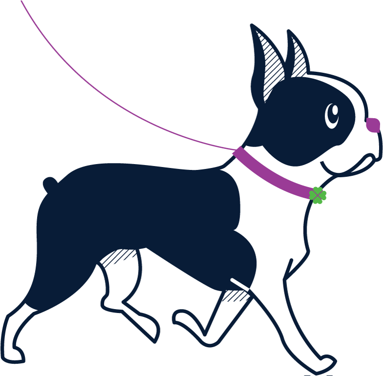 Dog Sitter, Dog Sitting, Dog Walking - Boston Terrier (800x769)