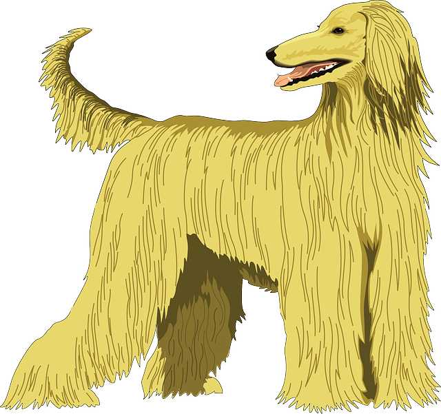 Clipart Dog Fur Pet Animal Pencil And In Color - Afghan Hound Wall Calendar (640x601)