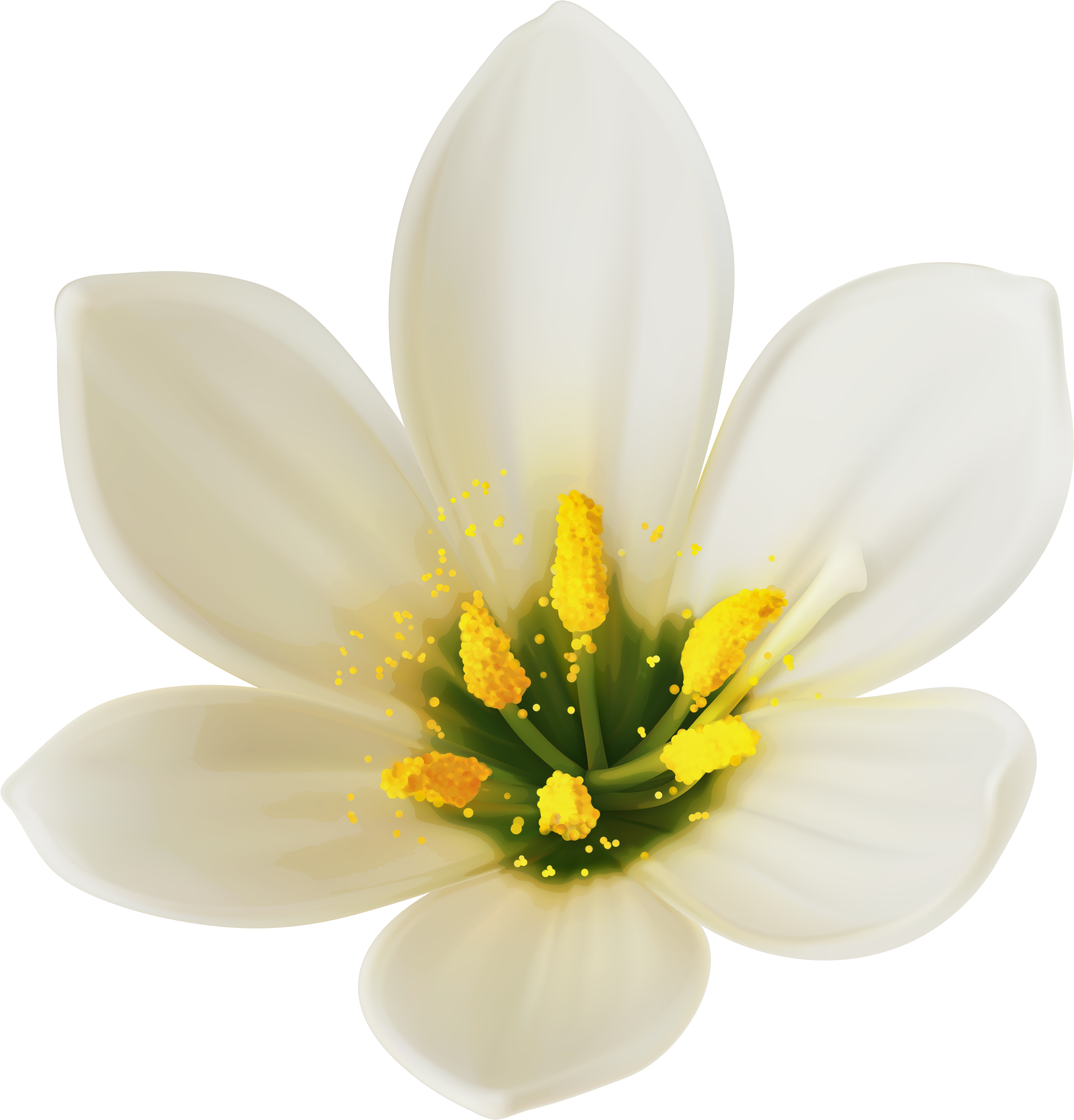 White Flower - Happy New Month Messages (5877x6098)