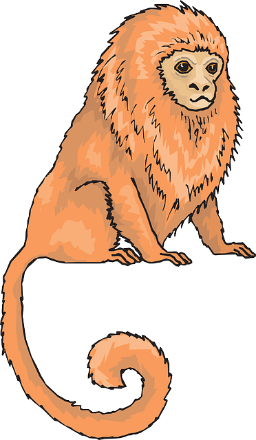 Sitting, Animal, Tail, Fur, Marmoset - Golden Lion Tamarin Clipart (372x640)