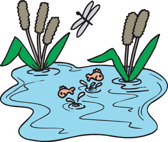 Ecosystem Resources - Fish Pond Clip Art (563x478)
