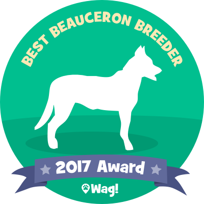 Dog Walking & Boarding - Bella Luna Jason Mraz (400x400)