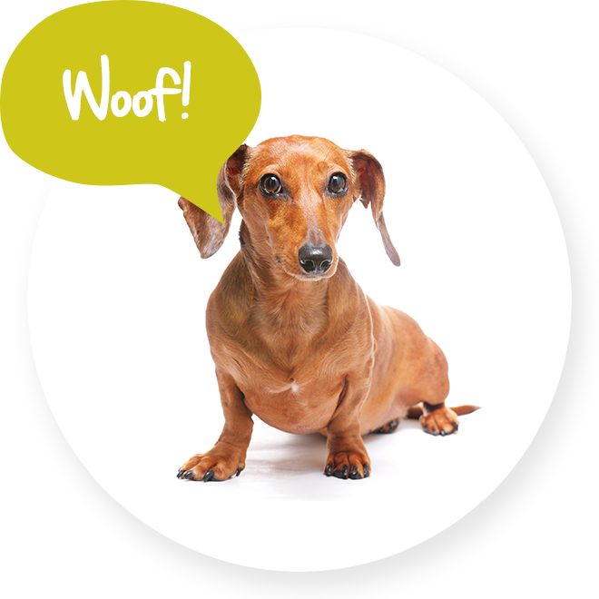 Dog Walking In Bromley - Dachshund (660x660)