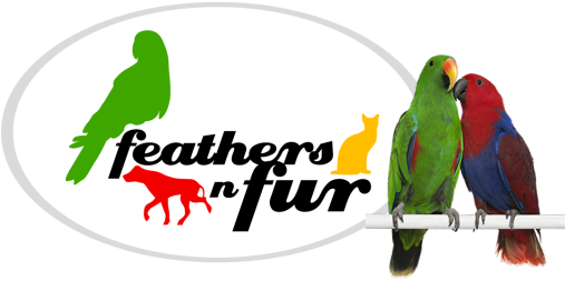 Male And Female Eclectus Parrots, E Round Ornament (518x265)
