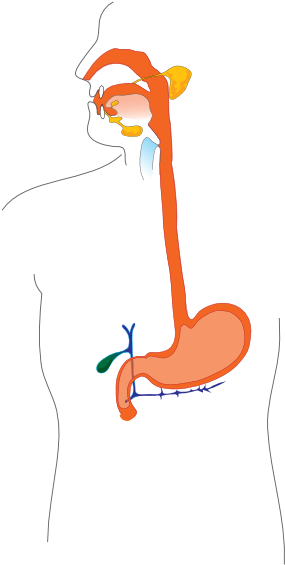 Digestive System Diagram (354x598)
