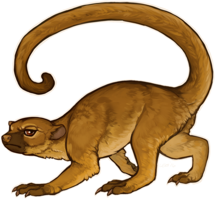 Grumpy Kinkajou By Puppy-chow - Drawing (894x894)