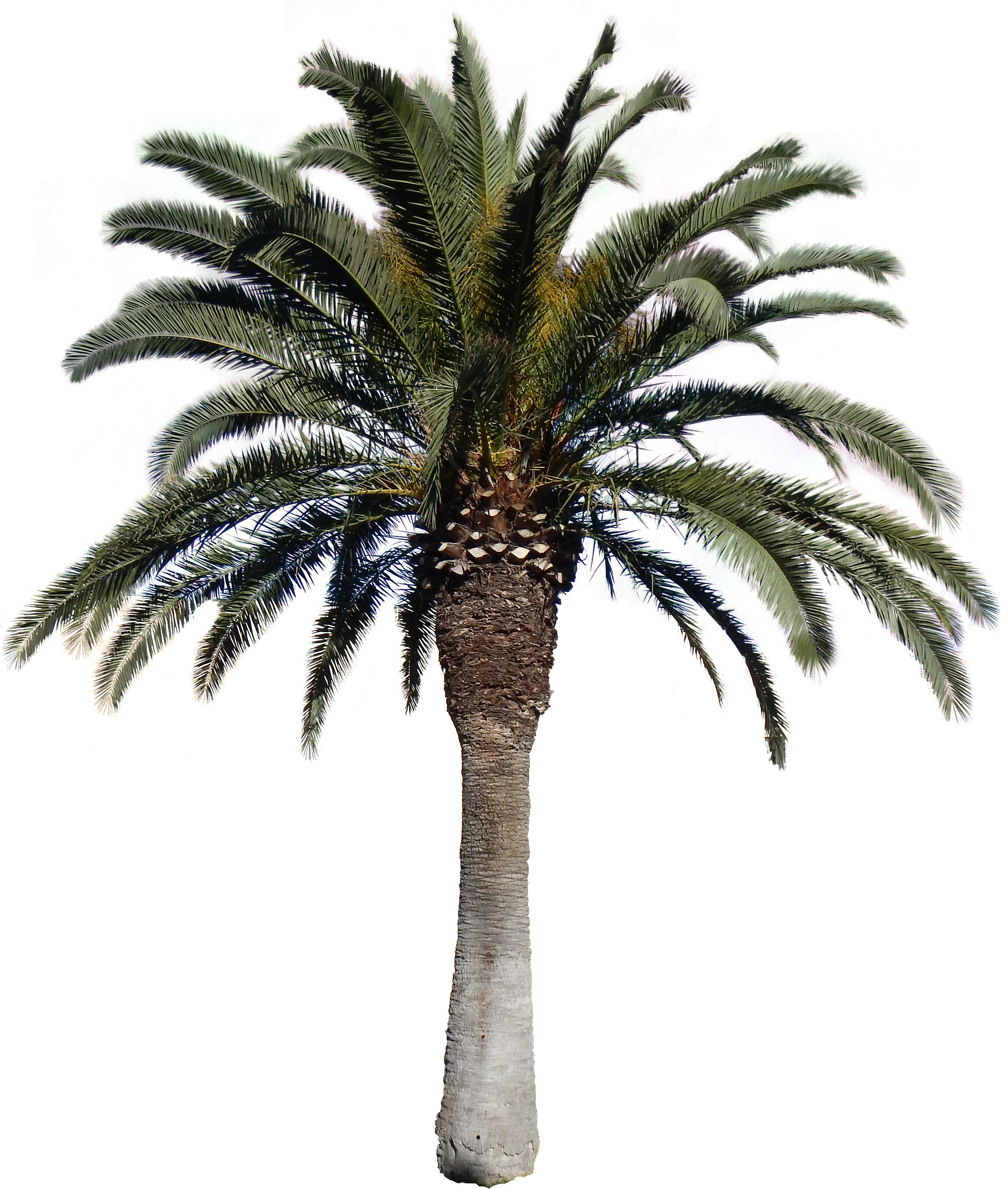 Free Icons Png - Palm Tree Png Hd (2796x3328)