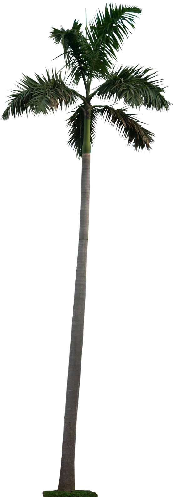 20 Tree Png Images For Architecture, Landscape For - Palm Tree Cutout Png (568x1600)