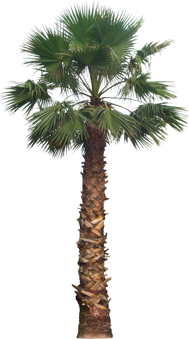 Palm Png Transparent Image - Date Palm Tree (605x1100)