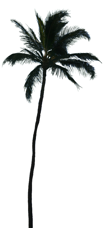 Photo Palmtree Png - Palm Tree Silhouette Transparent (584x1023)
