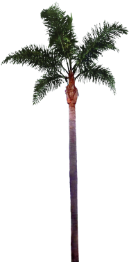 Palm Tree Png File - Palm Tree Png Free Download (375x375)
