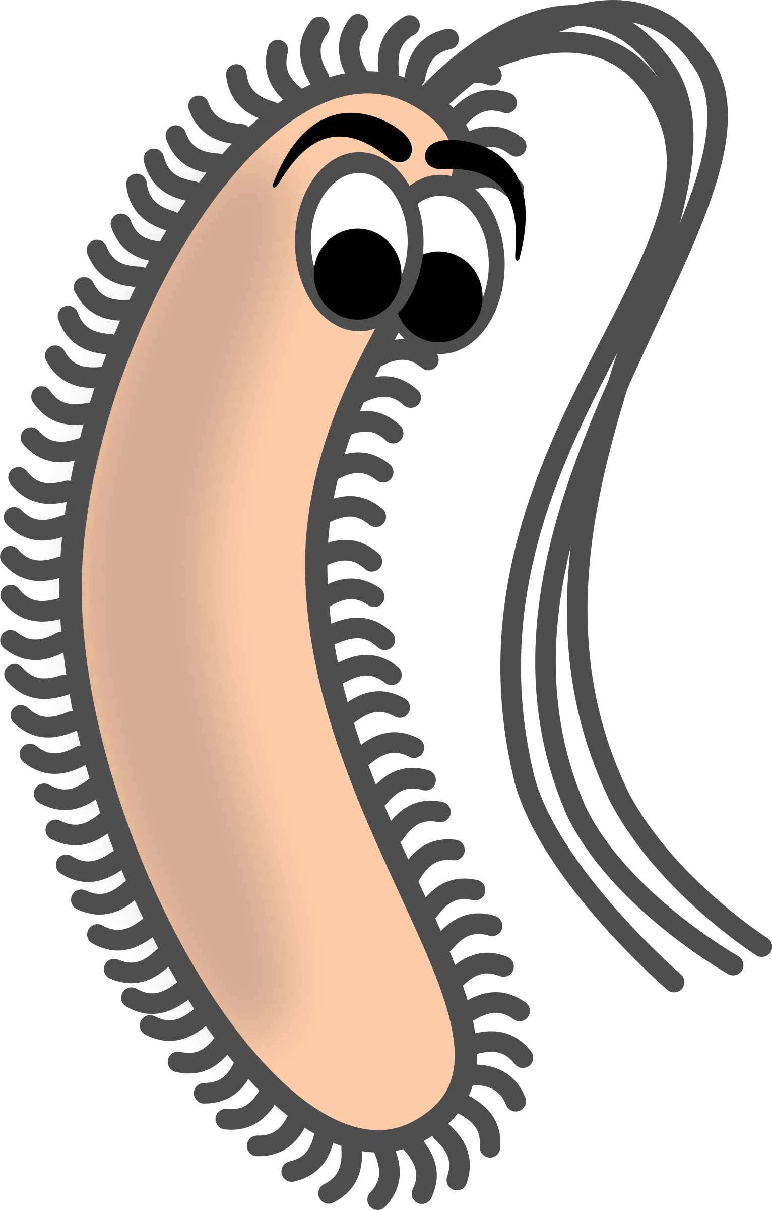 Bacillus - Bacillus Clip Art (1532x2400)