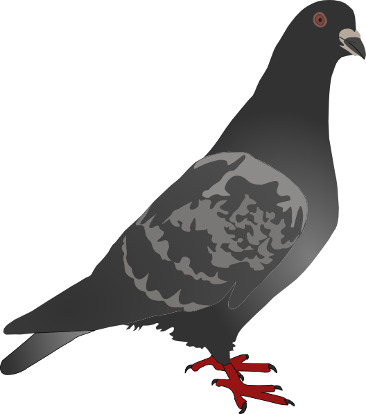 Black Pigeon Png Clip Art - Pigeon Mousepad (528x597)