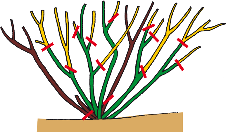 1235-beetrose - Bodendeckerrosen Schneiden (800x451)