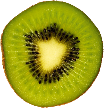 Kiwi Cliparts - Kiwi Png (565x532)