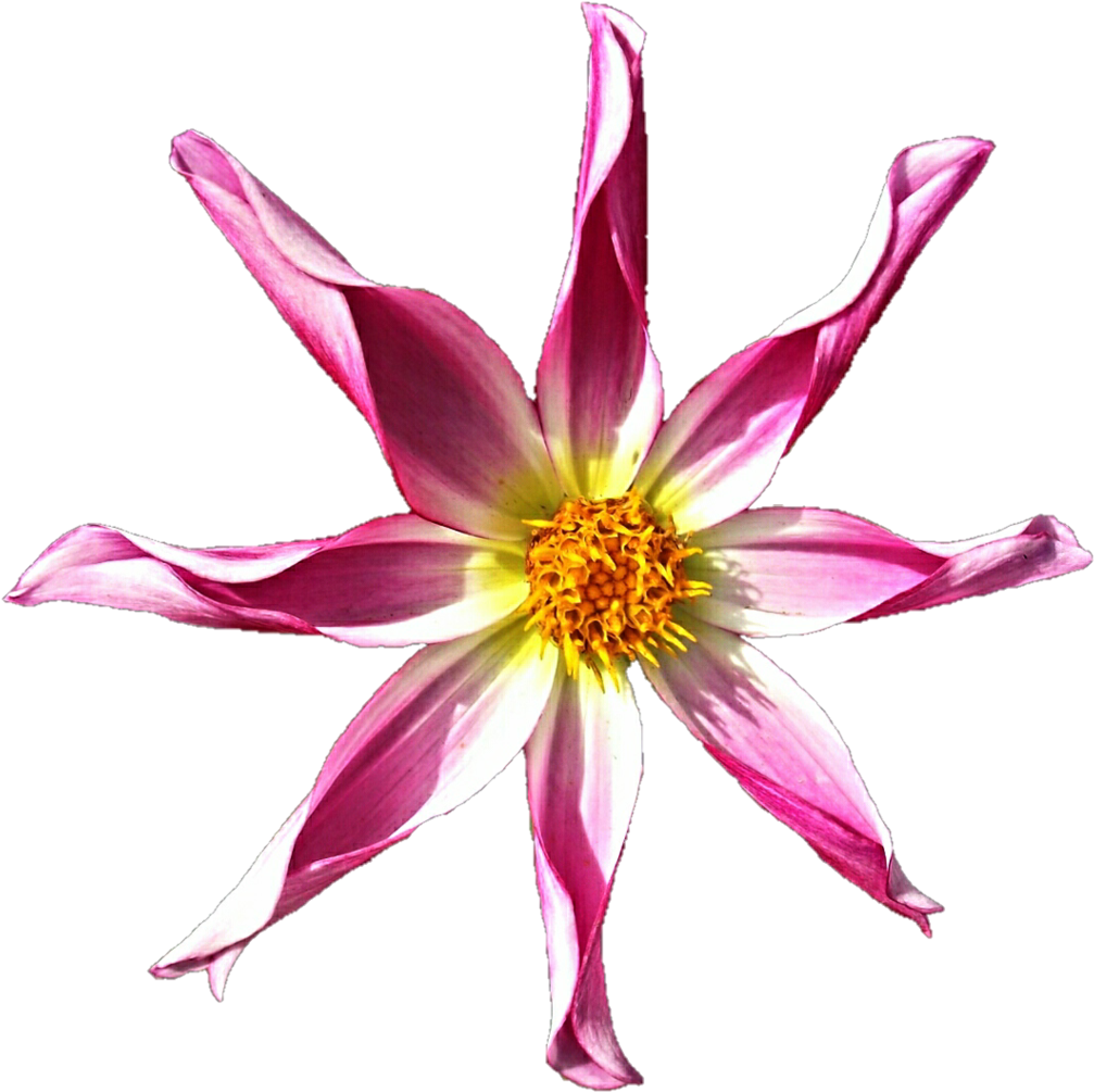 Pink Pinwheel Dahlia By Jeanicebartzen27 Pink Pinwheel - Lily (1024x1025)
