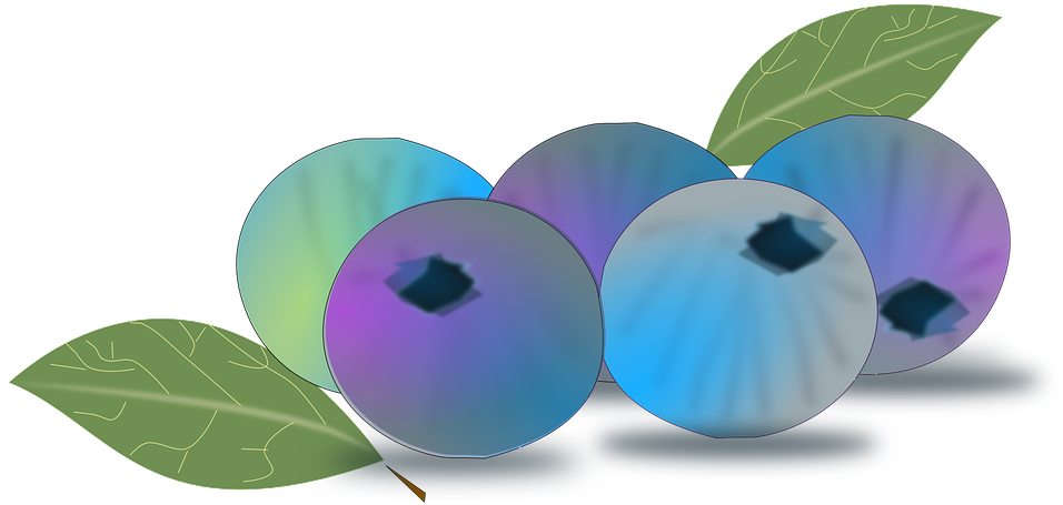 Blueberry - Berries Png Vector (1500x750)