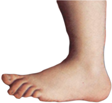 Monty Python Foot - Monty Python Foot Png (442x397)