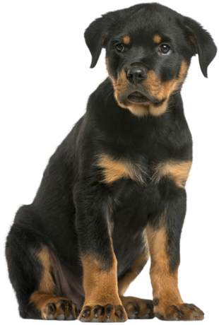 Rottweiler Sitting In Front Of A White Background - Caine Teckel (474x500)