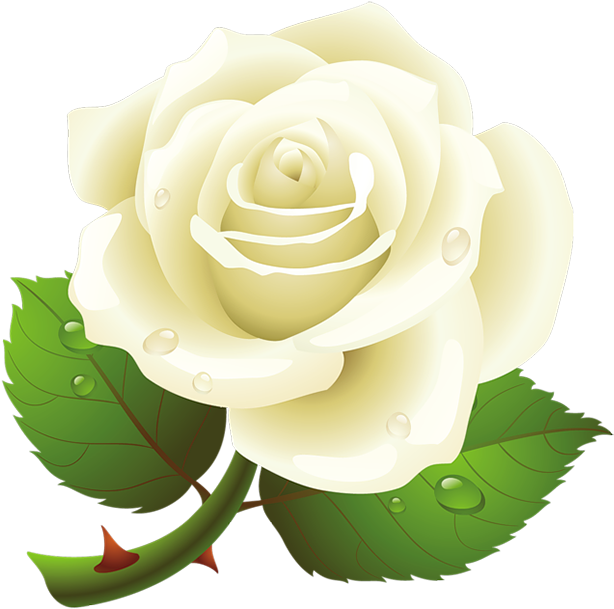 White Rose Clipart Vector - White Roses Clipart Transparent (650x652)