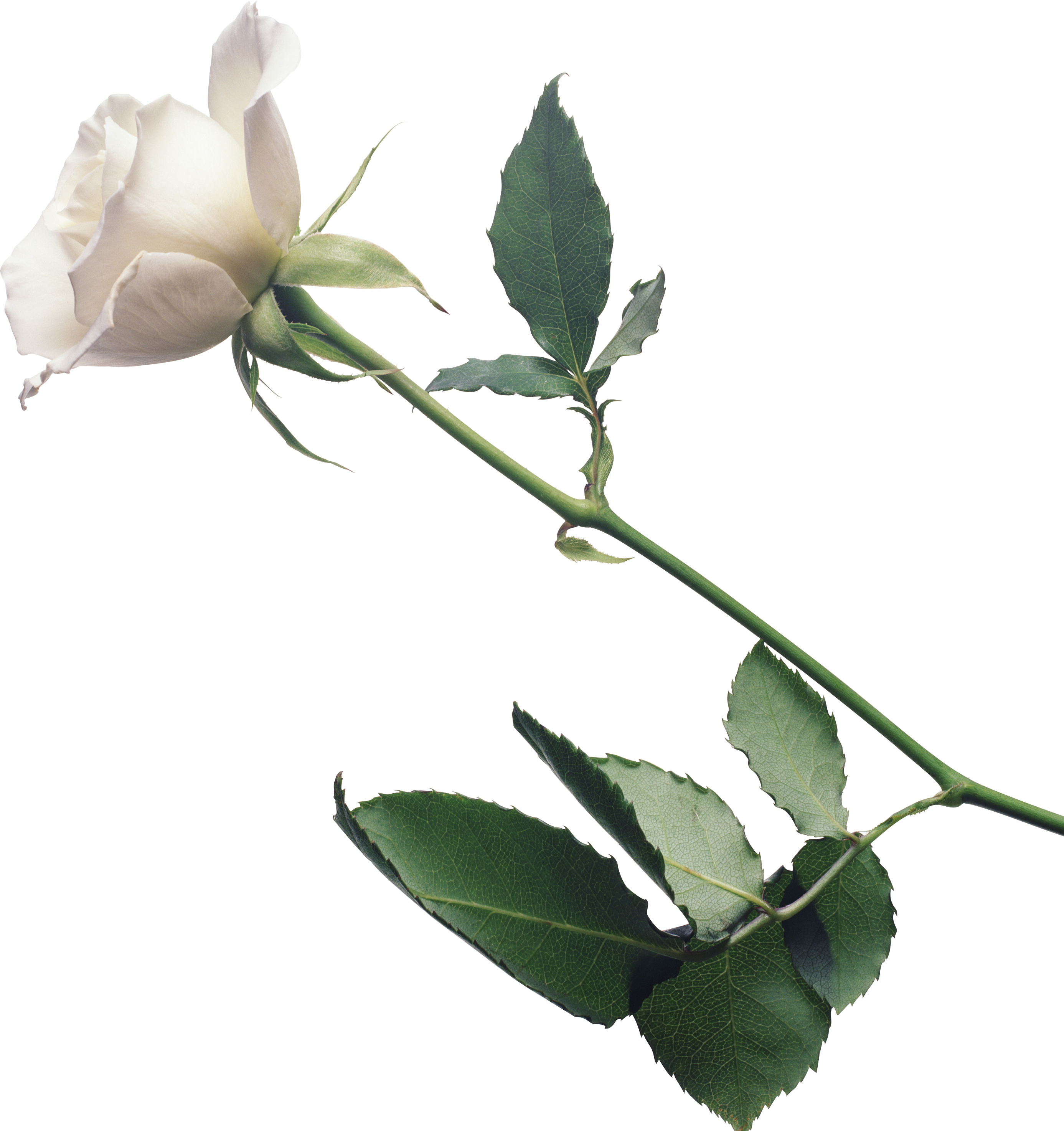 Elegance - Diamondgirlsite - Солнце В Скобках, Или Любовь Цвета Роз (2773x2947)