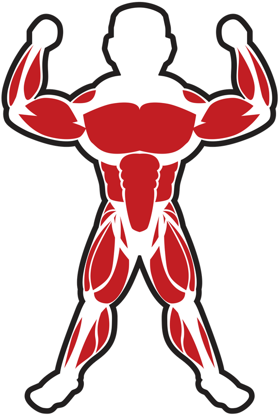 Skeletal Muscle Bodybuilding Adipose Tissue - Skeletal Muscle Bodybuilding Adipose Tissue (1080x1080)