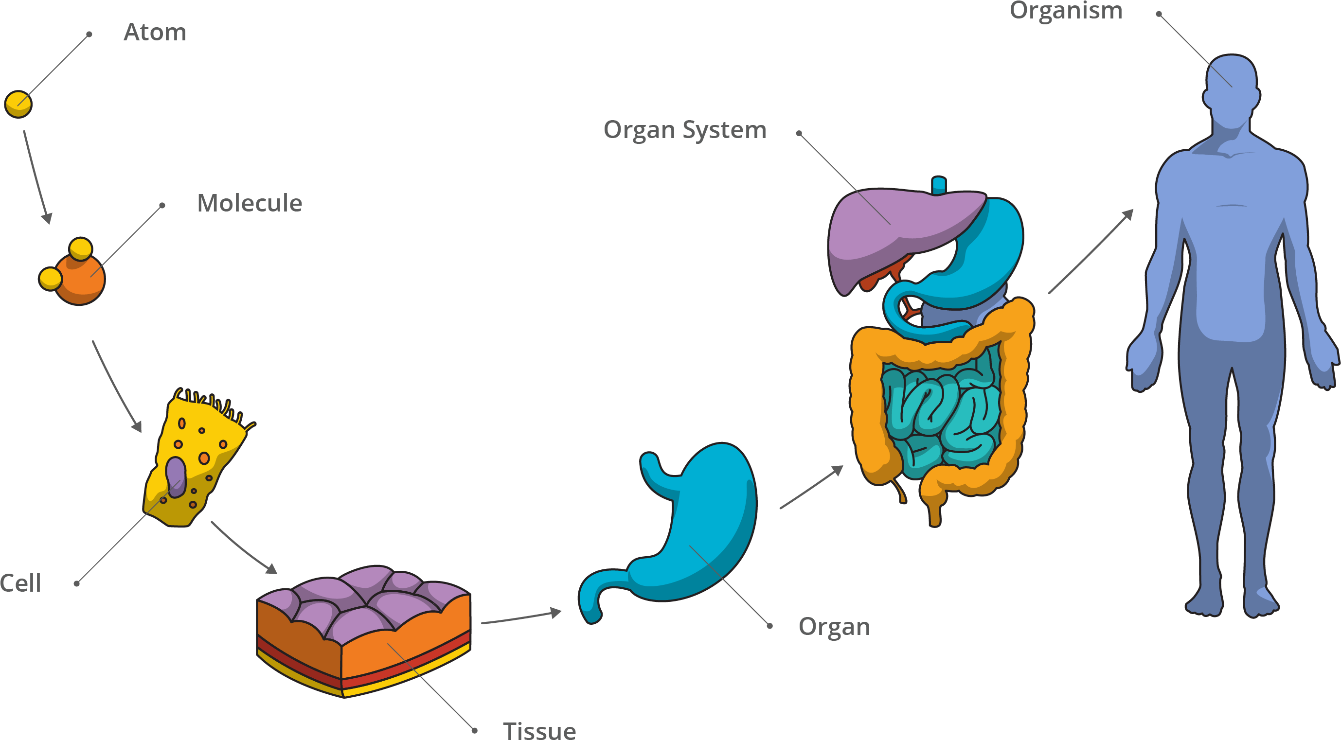 Human level. Клетка ткань орган. Клетки тела человека. Клетка ткань орган система органов. Клетки человеческого организма.